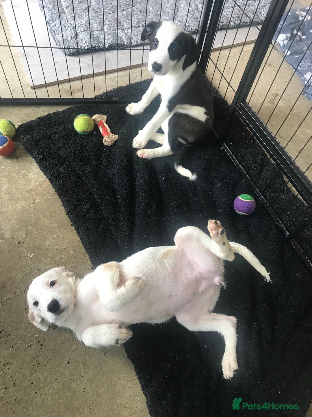 Mixed Breed dogs for sale: Border collie x Cockapoo  - Image 6