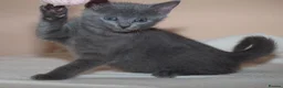 Russian Blue cats for sale: Russian Blue kittens One Girl Two boys - Advert 2