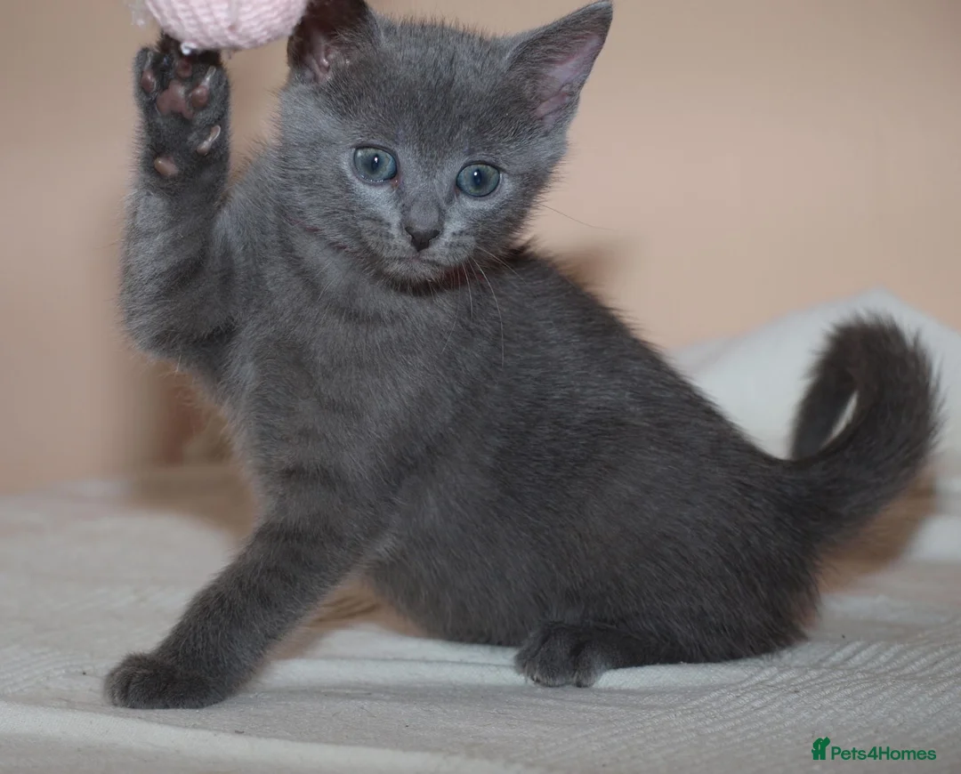Russian Blue cats for sale: Russian Blue kittens One Girl Two boys - Advert 2