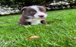 Border Collie dogs for sale: Pure Bred Border Collie Puppies For Sale - Image 15