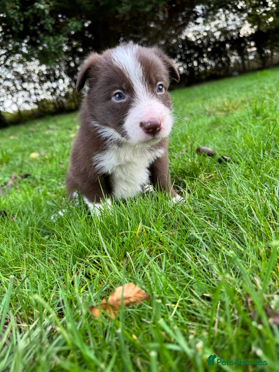 Border Collie dogs for sale: Pure Bred Border Collie Puppies For Sale - Image 15