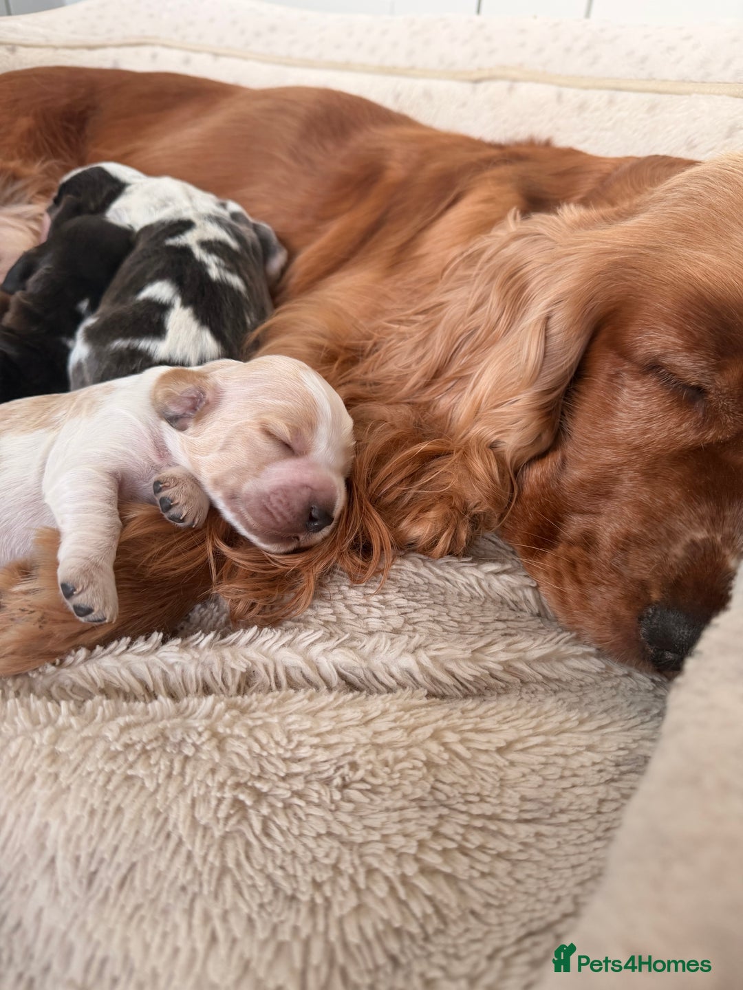 Cocker Spaniel dogs for sale: Adorable show cocker spaniel boys!  - Advert 5