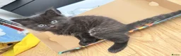 Mixed Breed cats for sale: Kittens for Sale! Ready to Leave 23 June! - Advert 3