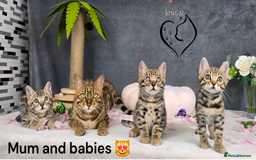 Bengal cats for sale: 1 beautiful boy from tica champion lines - Image 18