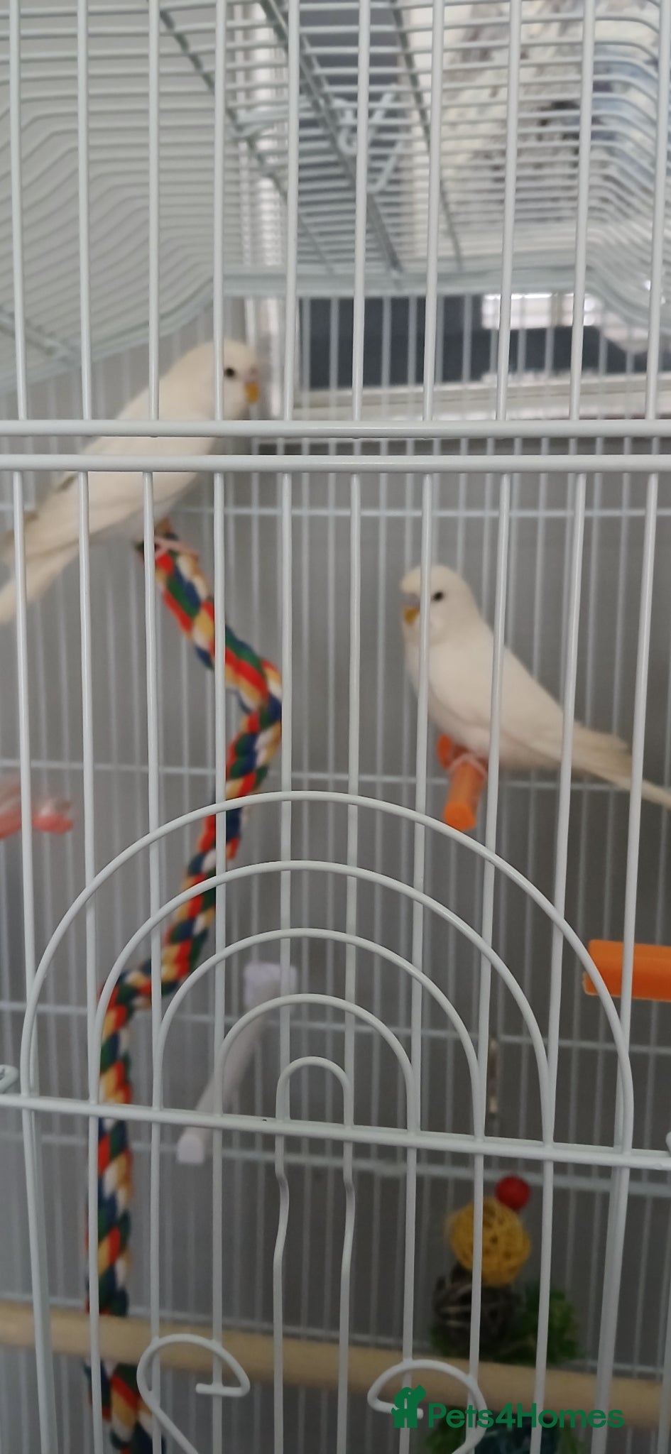 Budgerigars birds Budgies  - Advert 1