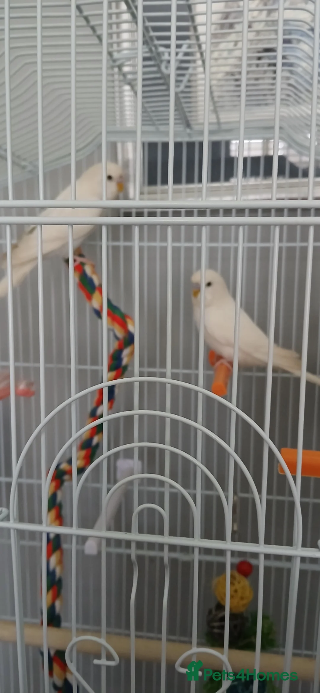 Budgerigars birds for sale: Budgies  in York - Advert 1