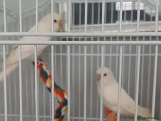 Budgerigars birds Budgies - Advert 1