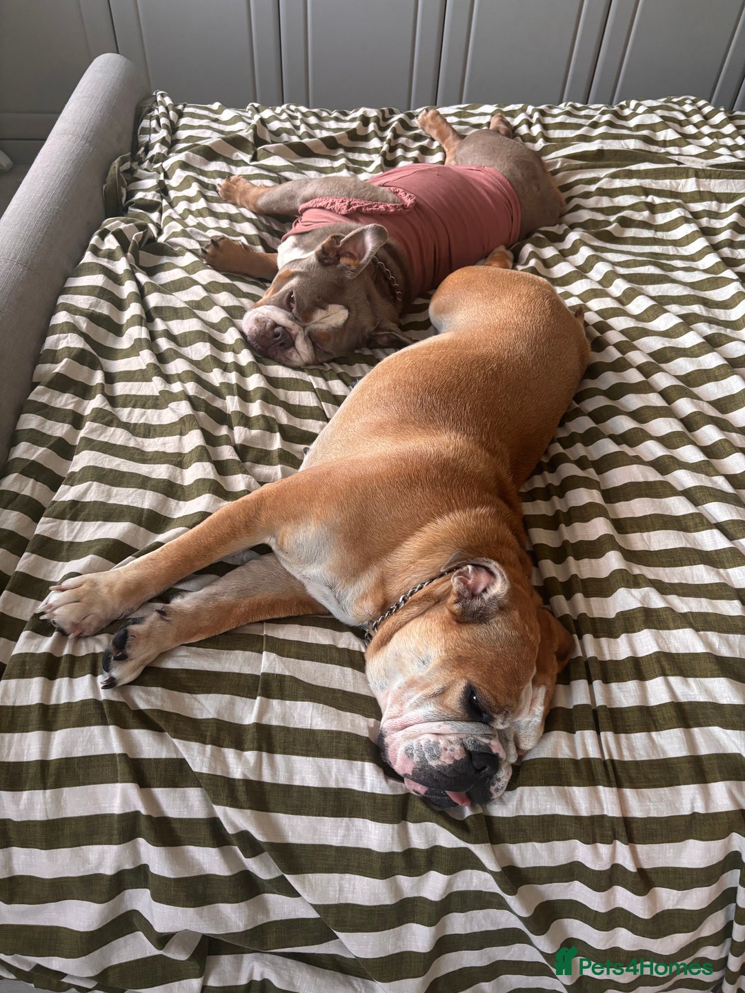 Mixed Breed dogs for sale: Bulldog for rehoming  - Image 2