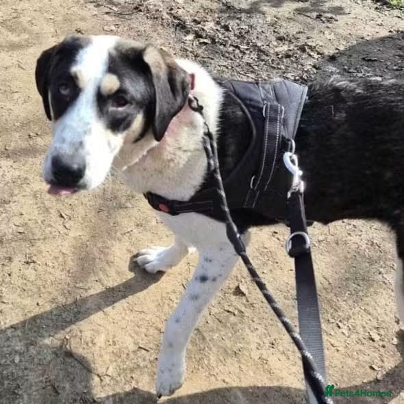 Mixed Breed dogs Meet Calypso, currently residing in Harrow  - Advert 1
