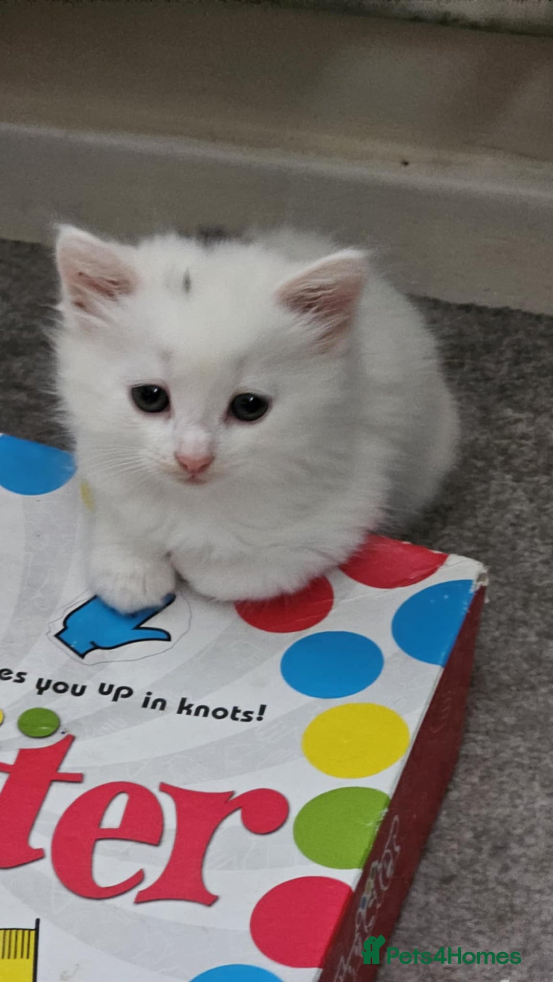 Mixed Breed cats for sale: 7 gorgeous cuties - Image 1
