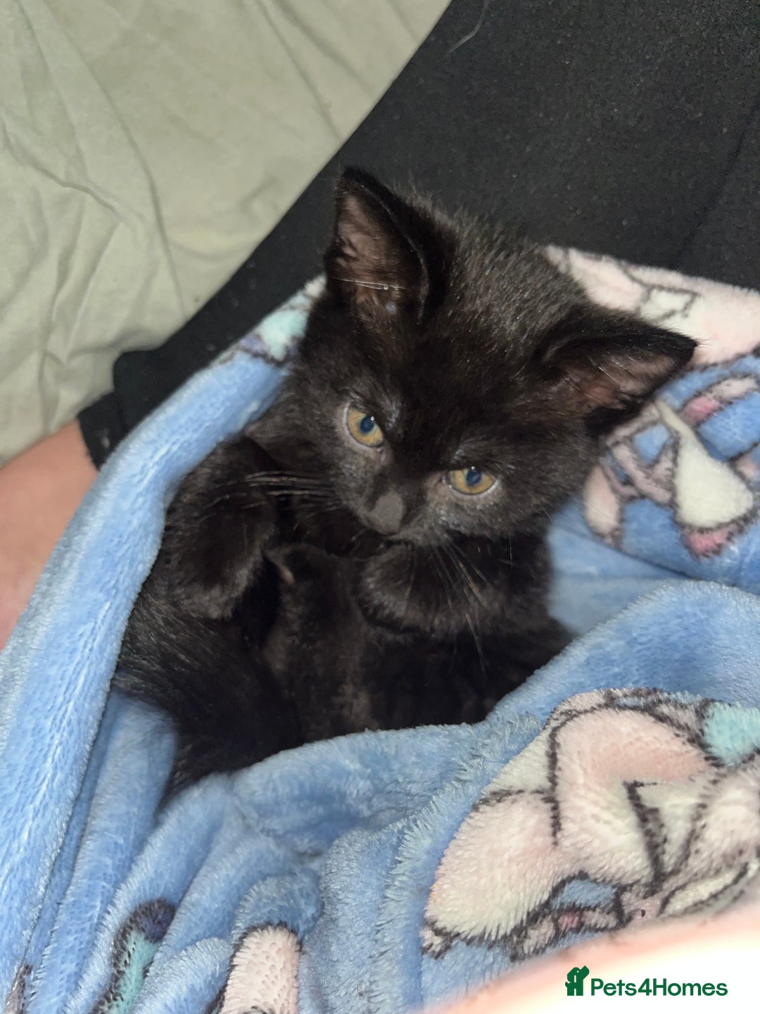 Mixed Breed cats for sale: Mixed breed kitten for sale  - Advert 1