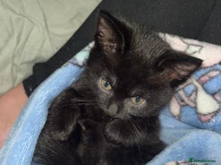 Mixed Breed cats Mixed breed kitten for sale - Advert 21