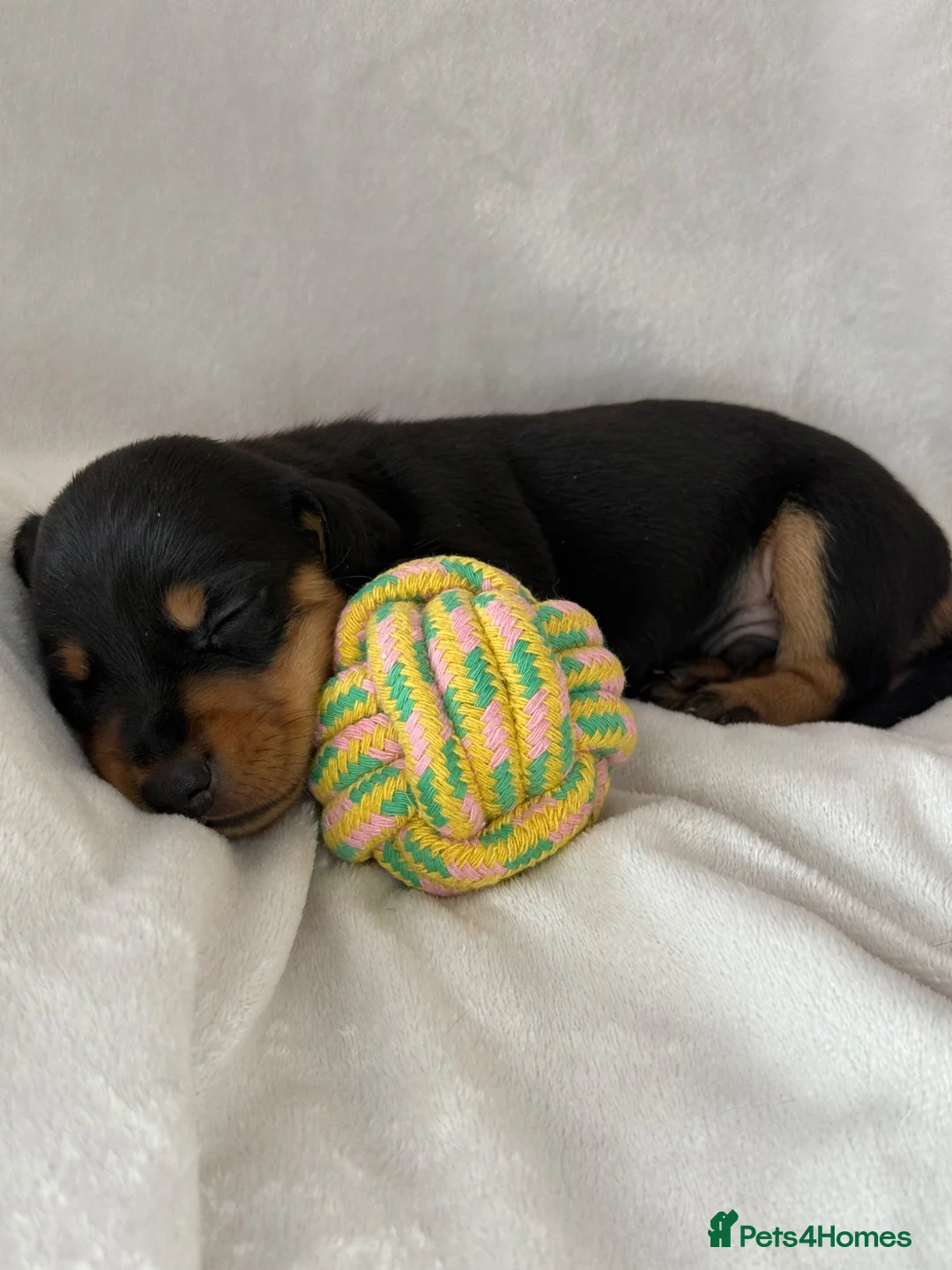 Miniature Dachshund dogs for sale: The Custest KC Miniature Dachshunds - Advert 1