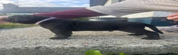 Cane Corso dogs for sale: Cane corso litter  - Advert 33