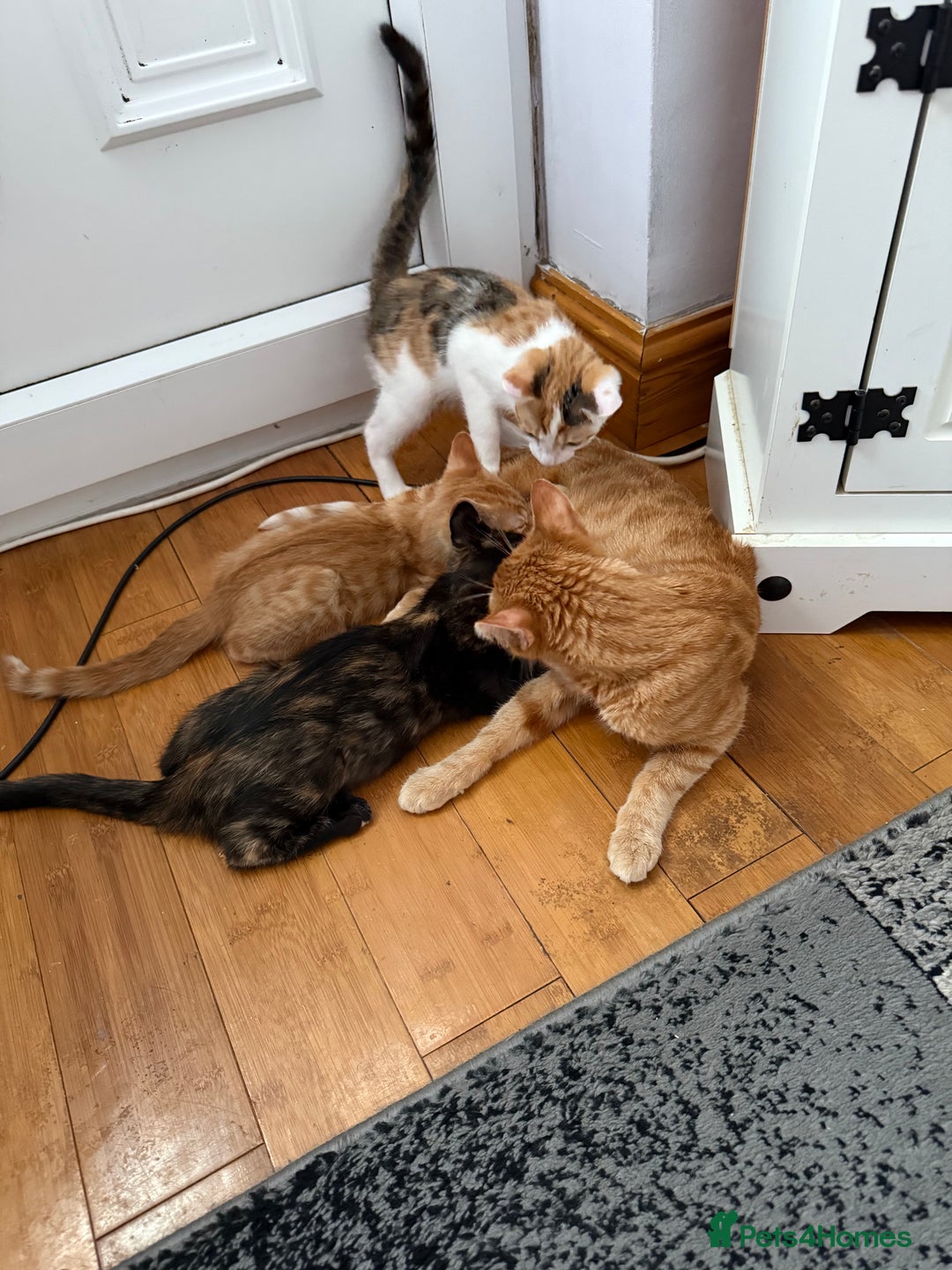 Mixed Breed cats for sale: Miss Amelia and Caroline  - Image 3