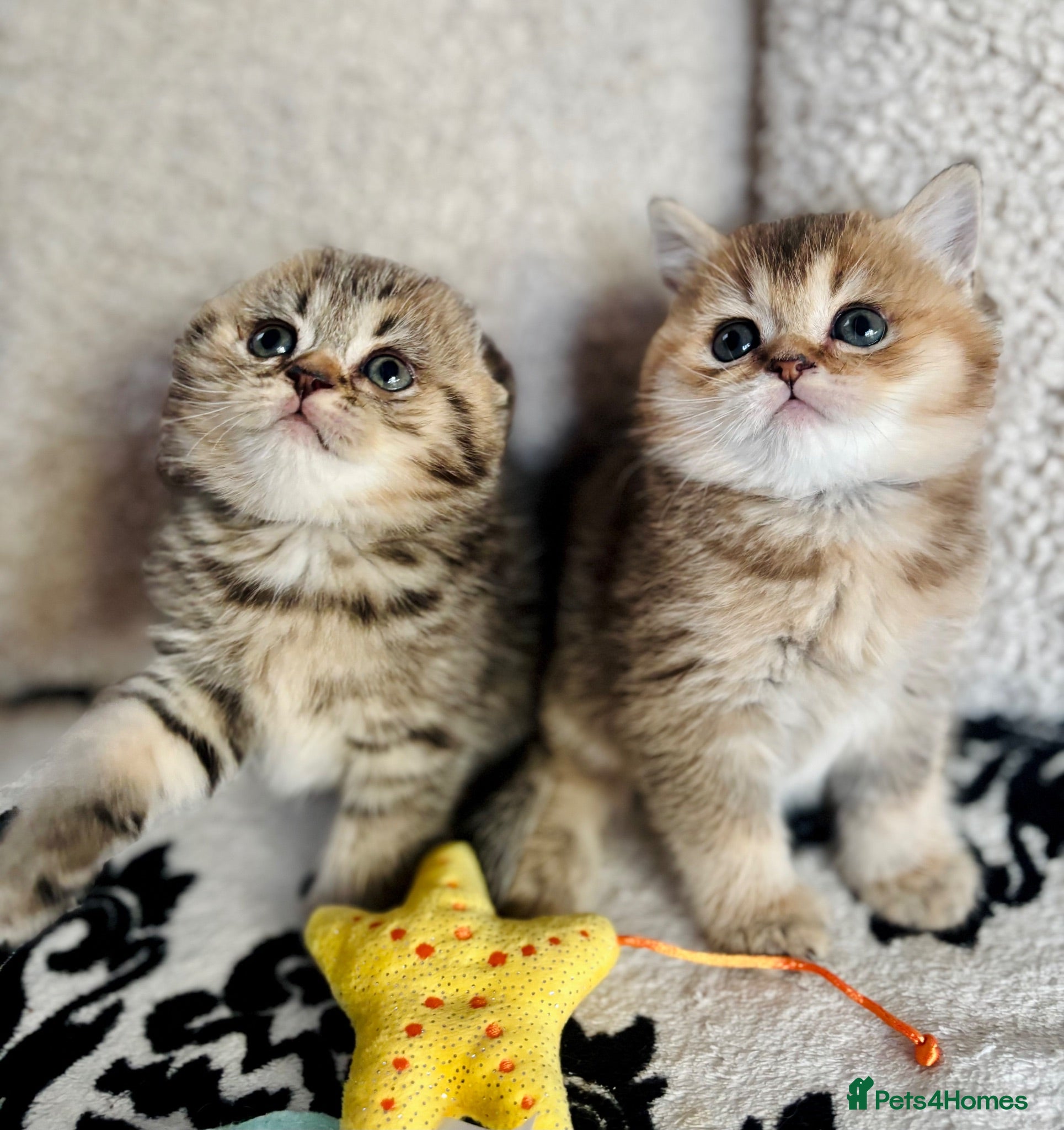 Scottish Fold cats Adorable Pedigree Scotish Fold Kittens  - Advert 2