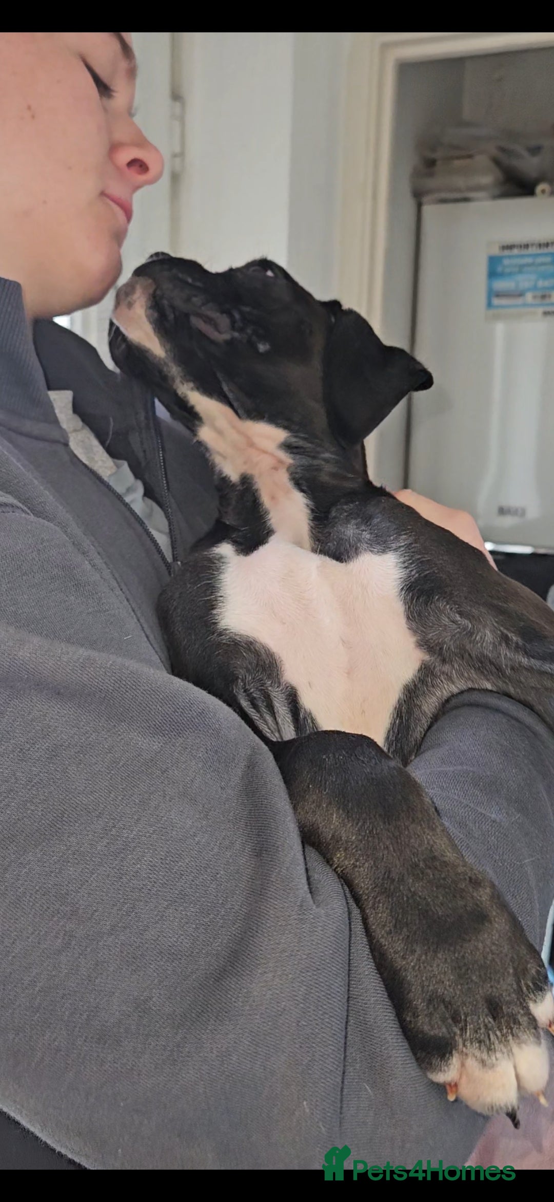 Boxer dogs for sale: READY NOW Kc reg sealed brindle fully vac  - Image 5