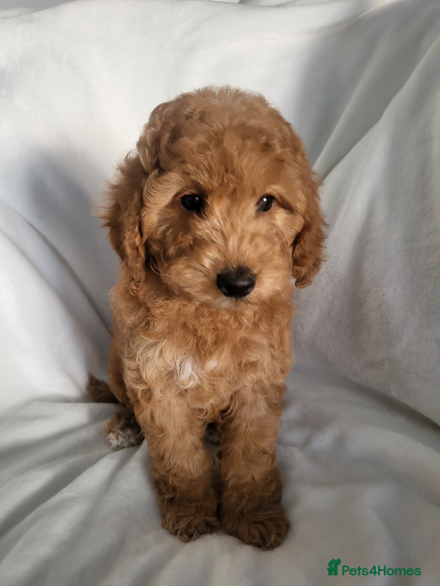 Cockapoo dogs Show type cockapoo (ready Now) - Advert 7