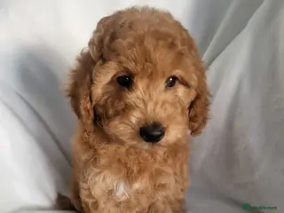Cockapoo dogs Show type cockapoo (ready Now) - Advert 7