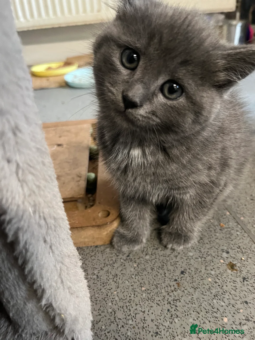Mixed Breed cats for sale: Stunning Grey Female Kitten with Blue eyes - Advert 8