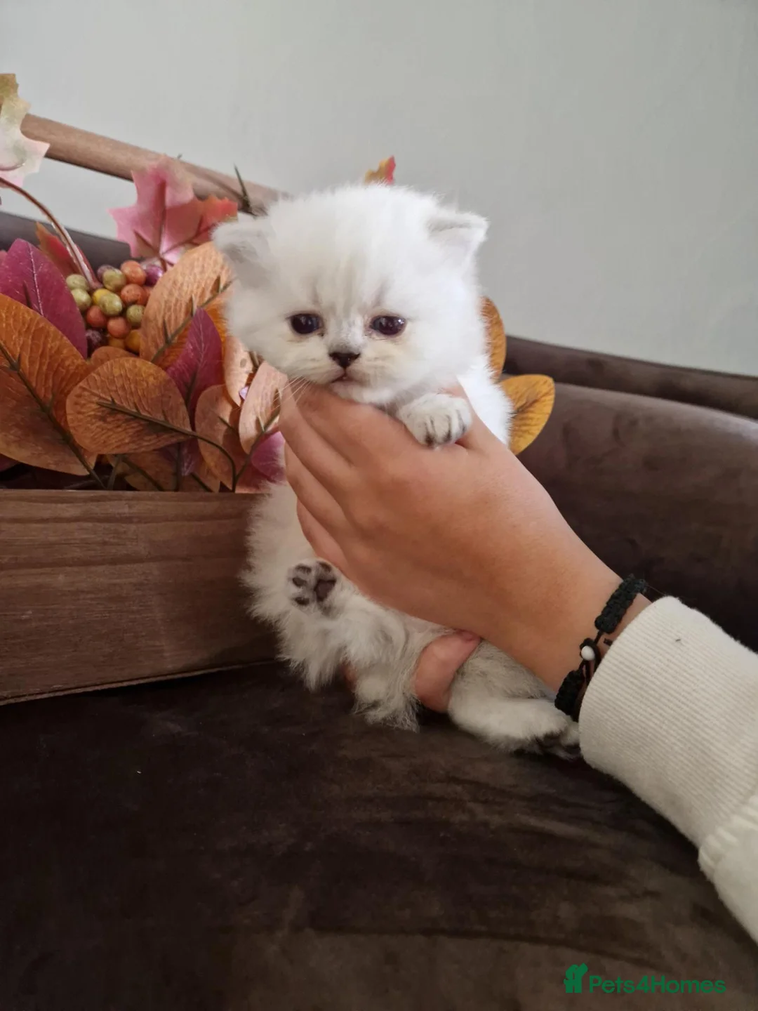 British Shorthair cats for sale: British short hair kittens  - Advert 14