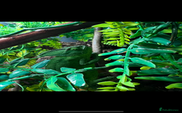 Chameleon reptiles for sale: Female veiled chameleon 1 year old - Image 4