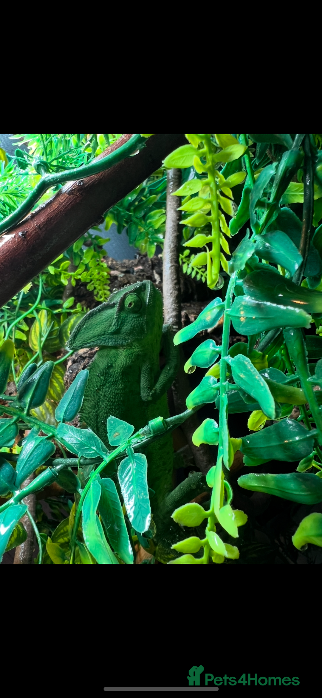 Chameleon reptiles for sale: Female veiled chameleon 1 year old - Image 4