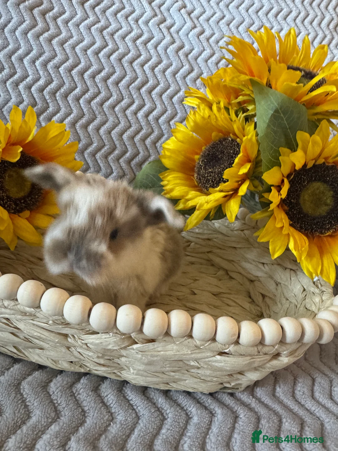 Mini Lop rabbits for sale: ✨ Mini Lops for sale✨ - Advert 4