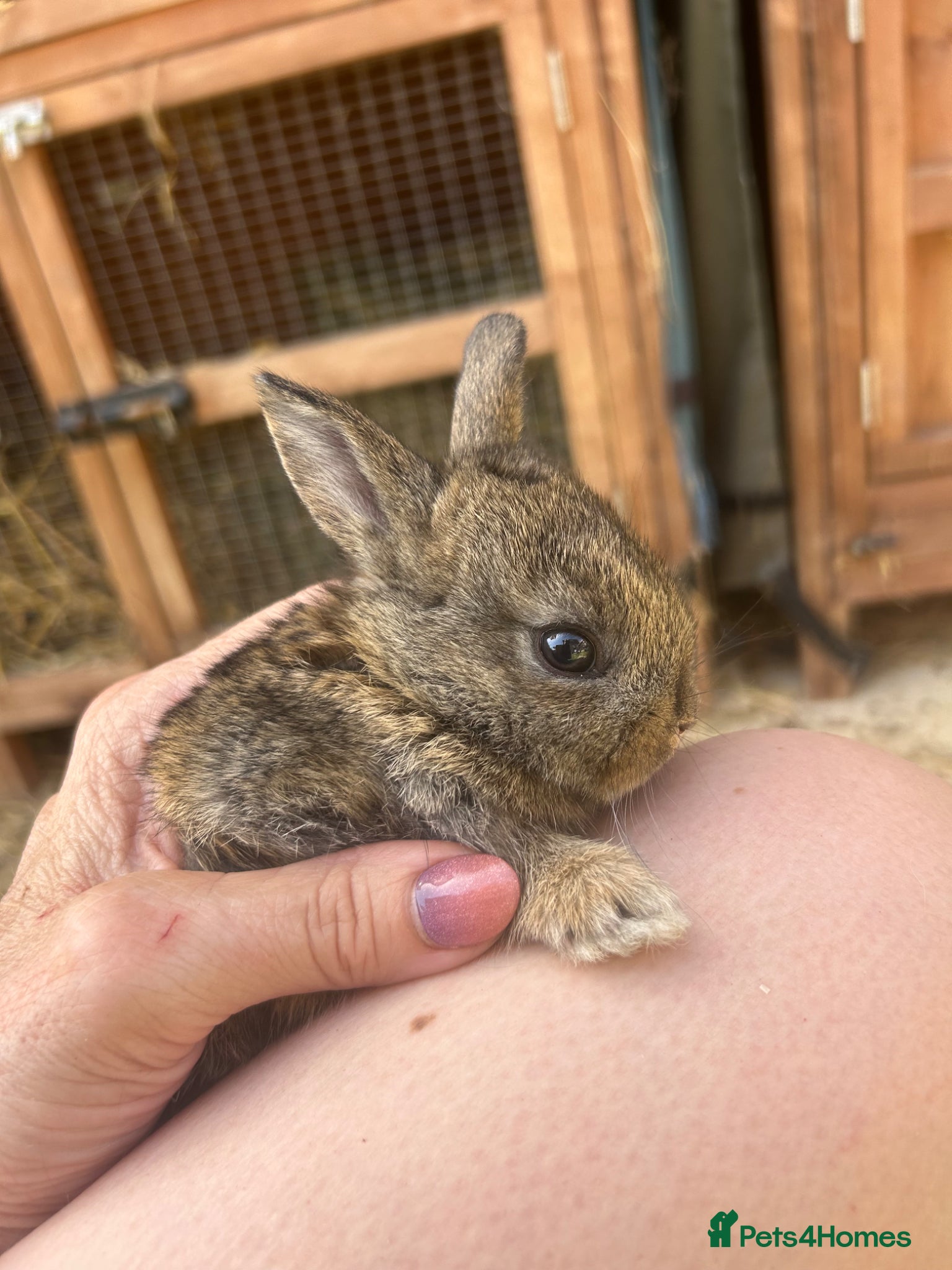 Mini Lop rabbits for sale: Stunning pure mini lop & Mini Rex X ML   - Advert 4