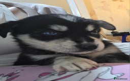 Mixed Breed dogs for sale: Beautiful goberians - Image 2