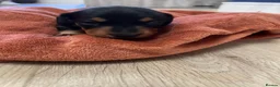 Miniature Dachshund dogs for sale: Champion line miniature dachshunds KC REG PRACLEAR - Advert 26