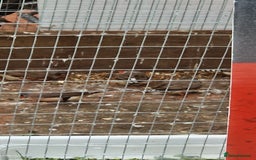 Finches birds for sale: Young Zebra finches for sale in East London E12 - Image 8