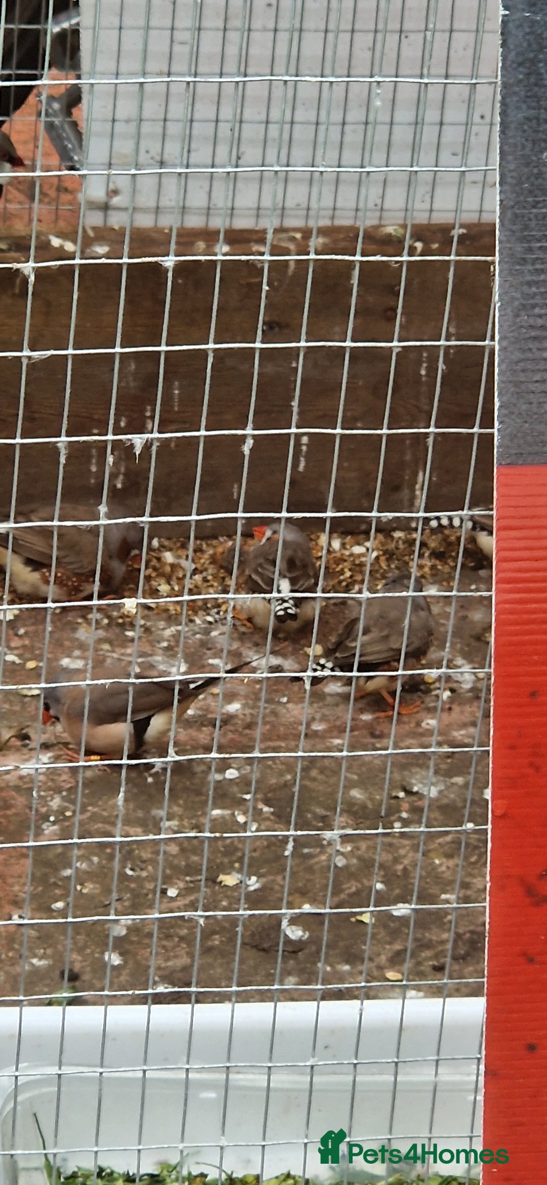 Finches birds for sale: Young Zebra finches for sale in East London E12 - Image 8