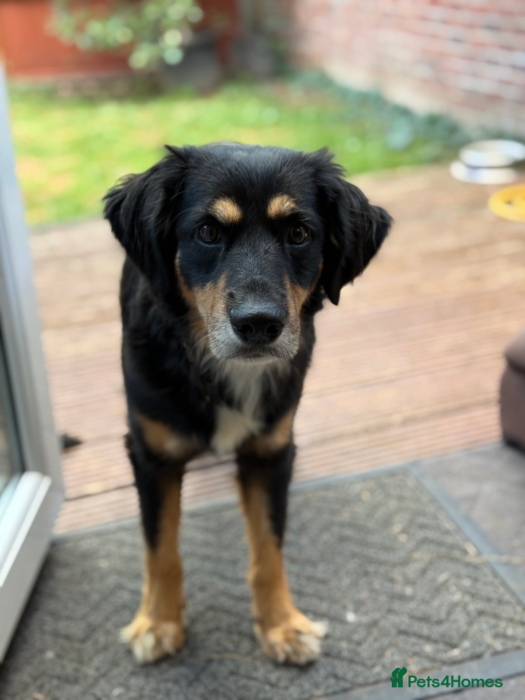 Mixed Breed dogs for adoption: Sweet Bubu Looking For Love  - Image 24