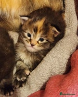 Maine Coon cats - Advert 2