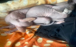 Sphynx cats for sale:  Sphynx kittens are looking for a loving  home. - Image 20