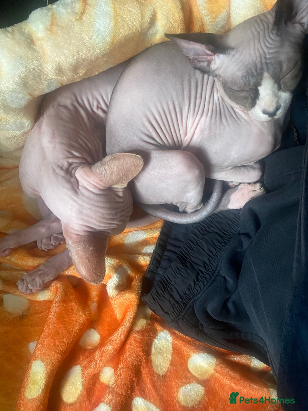 Sphynx cats for sale:  Sphynx kittens are looking for a loving  home. - Image 20