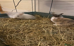 Lionhead rabbits for sale: Baby Lion head and Rex for sale!  - Image 5