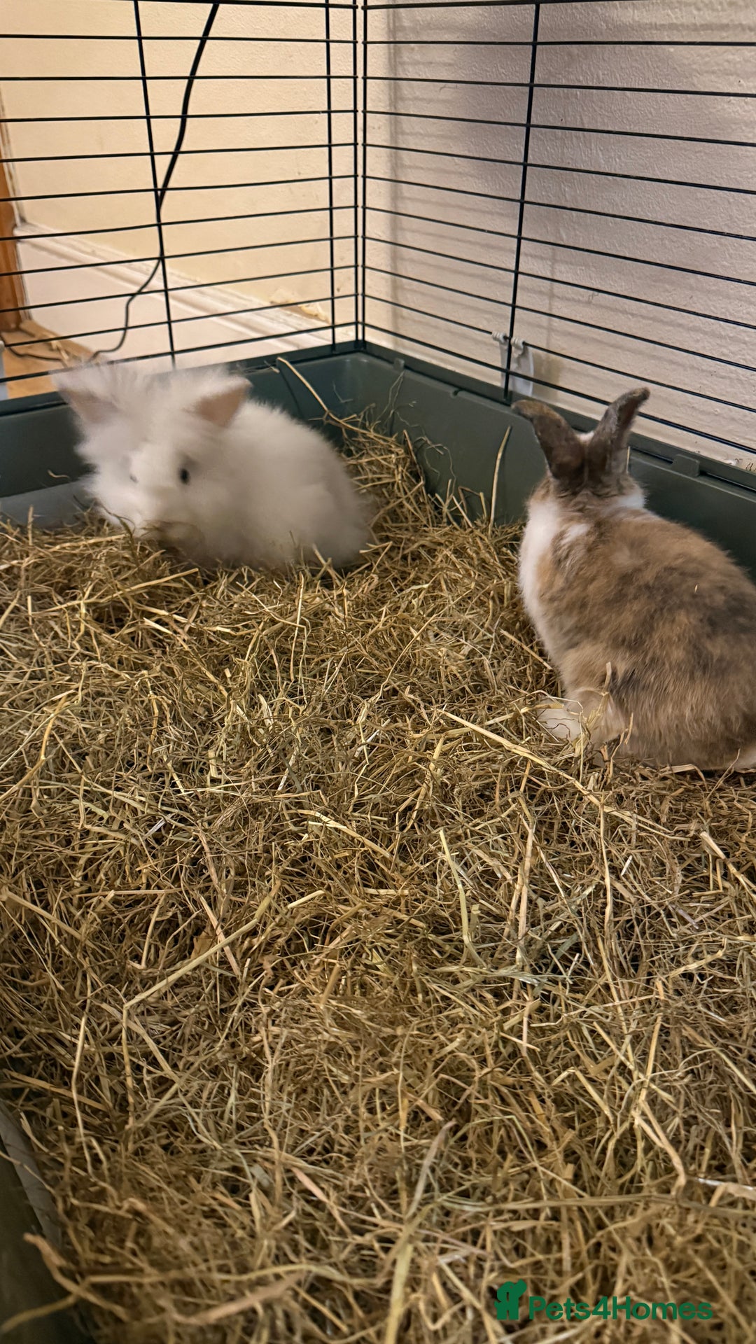 Lionhead rabbits for sale: Baby Lion head and Rex for sale!  - Image 5