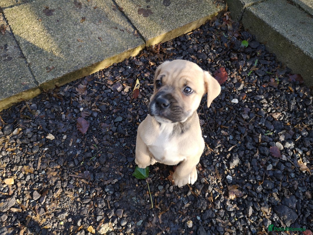 Mixed Breed dogs for sale: Olde english bulldogge x cane corso puppies  - Advert 17