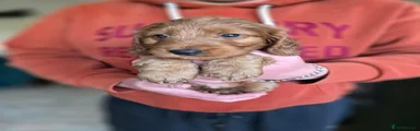 Cockapoo 1
