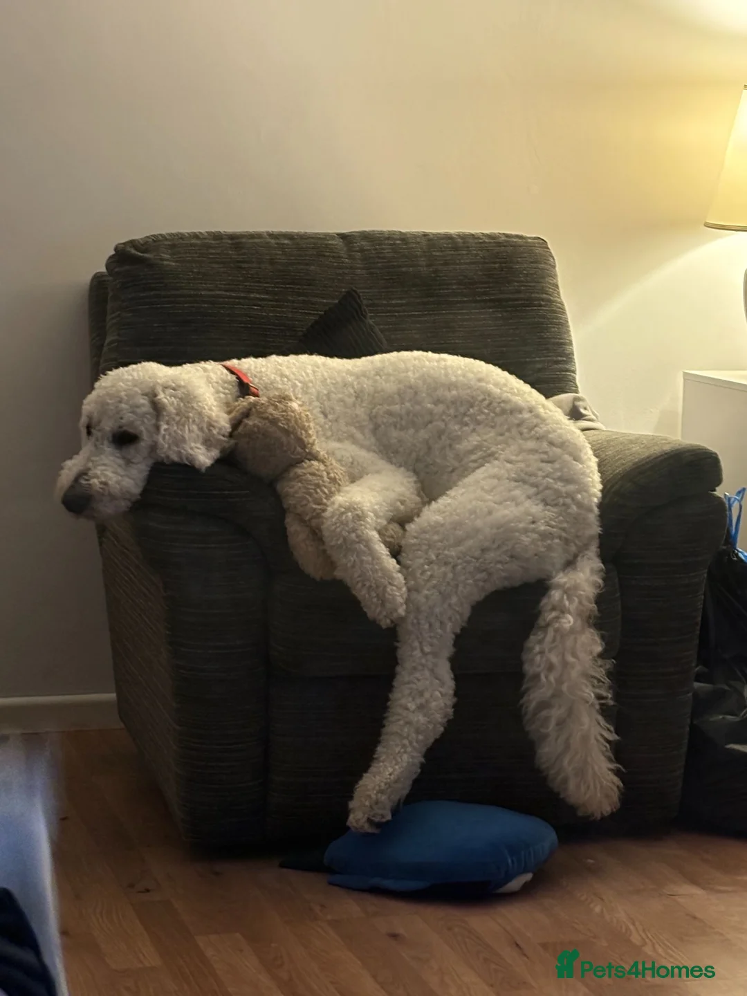 Goldendoodle dogs for sale: 4 YEAR OLD GOLDEN DOODLE in Trowbridge - Advert 7