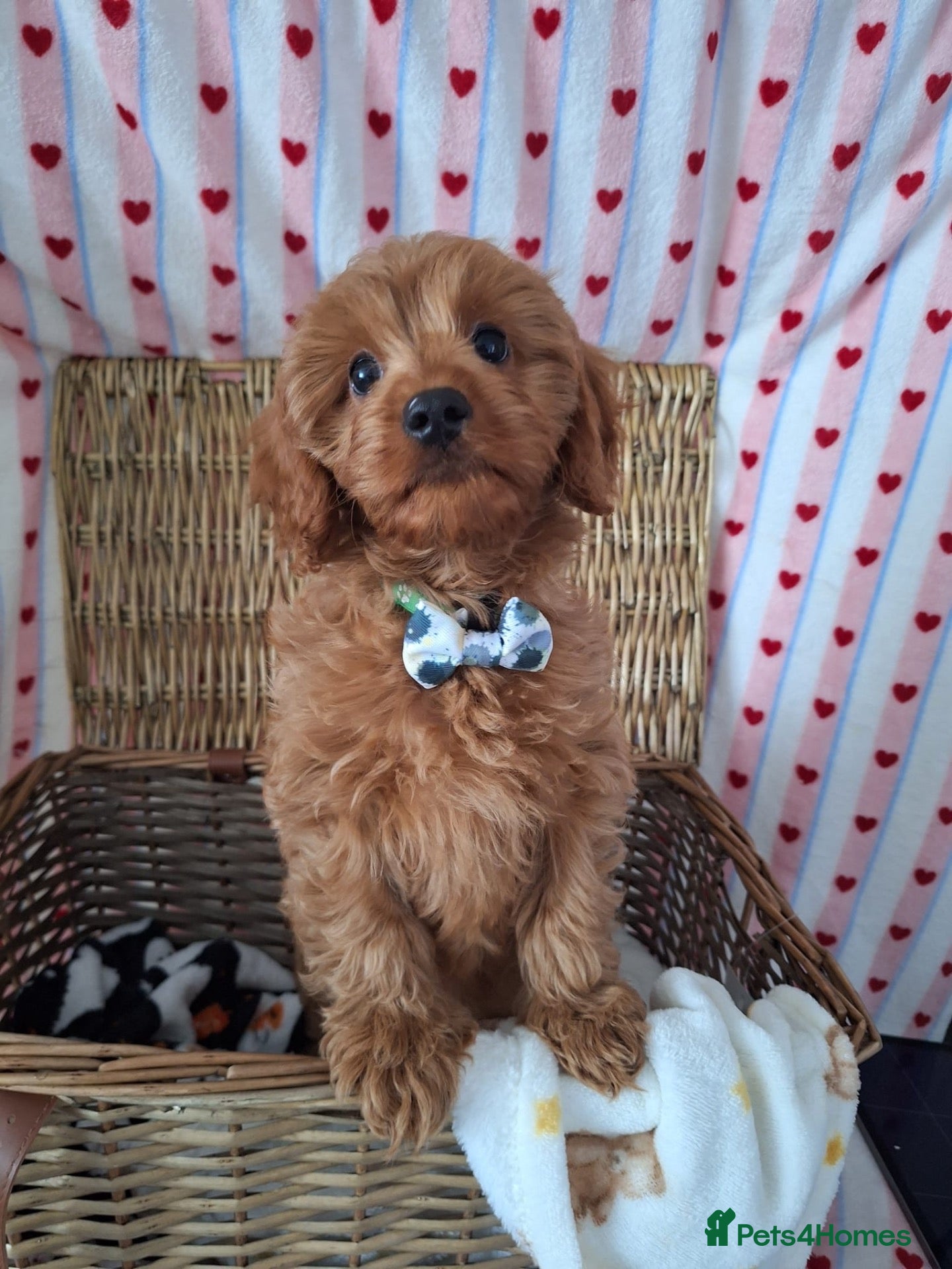 Cavapoo dogs Stunning quality cavapoo pups - Advert 1