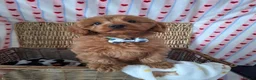 Cavapoo dogs for sale: One male Stunning quality cavapoo pup - Advert 1