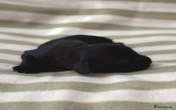 Cocker Spaniel dogs for sale: Beautiful Cocker Spaniel Puppies - Advert 17