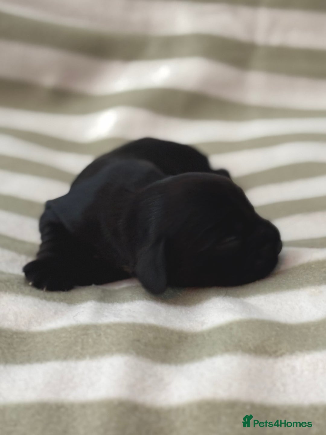 Cocker Spaniel dogs for sale: Beautiful Cocker Spaniel Puppies - Advert 17