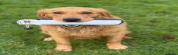 Golden Retriever dogs for sale: Golden retriever puppies - Advert 3