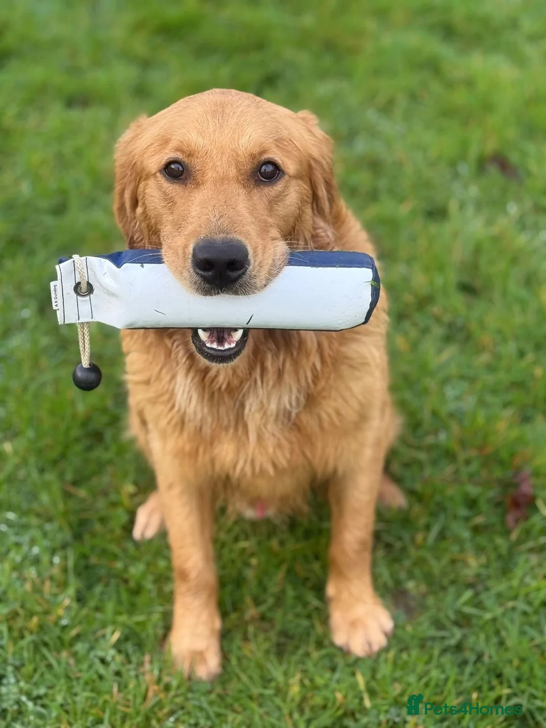 Golden Retriever dogs for sale: Golden retriever puppies - Advert 3