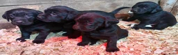Labrador Retriever dogs for sale: Beautiful Labrador Puppies for Loving Homes - Advert 1