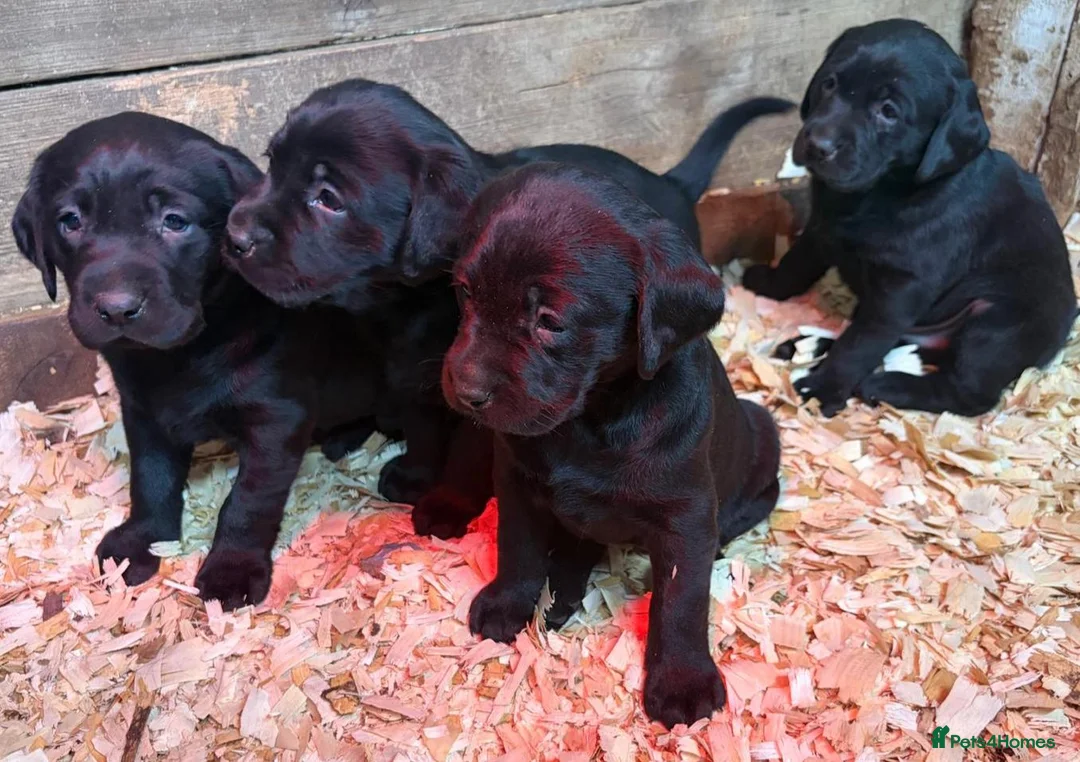 Labrador Retriever dogs for sale: Beautiful Labrador Puppies for Loving Homes - Advert 1